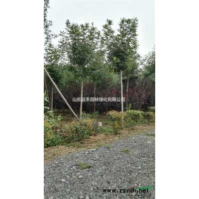 银杏8-16公分  山东济南货源