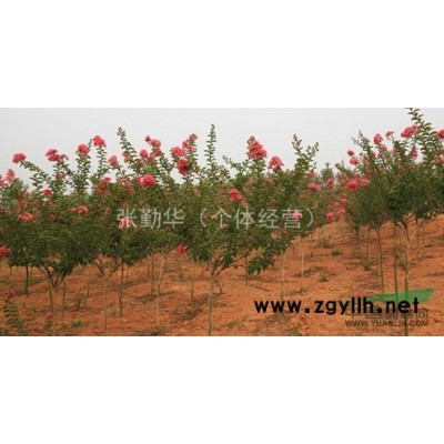 上海地区桂花，香樟，榉树，紫薇，银杏大量供应