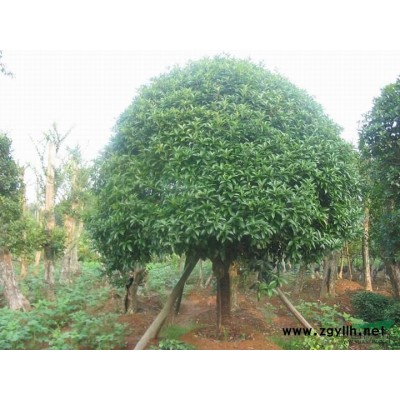 白果苗 银杏苗占地专用价格便宜0.1元一棵