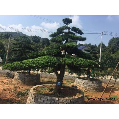 香樟15到15公分图片\香樟15到15公分报价