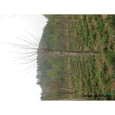 *便宜广玉兰/*便宜广玉兰供应/河南*便宜广玉兰