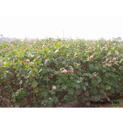 银杏图片\银杏报价