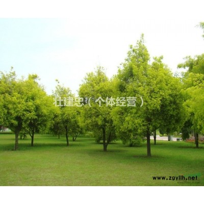 江苏地区精品香樟树