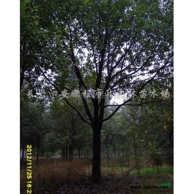 浙江香樟8
