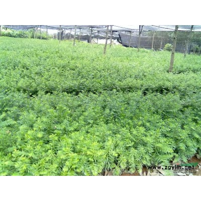 四川广玉兰_广东广玉兰价格_贵州广玉兰价格_广西广玉兰价格