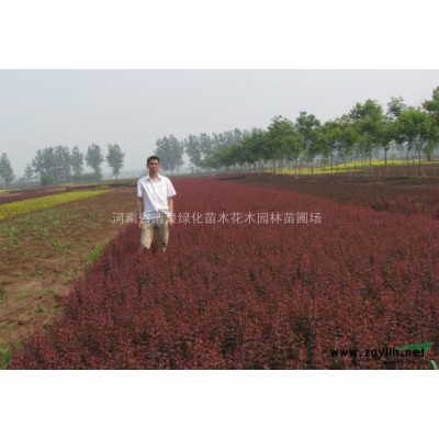 河南桧 蜀桧 广玉兰 栾树