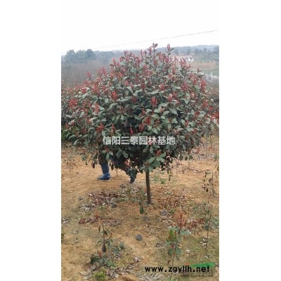 河南广玉兰苗基地、潢川广玉兰苗基地、广玉兰价格