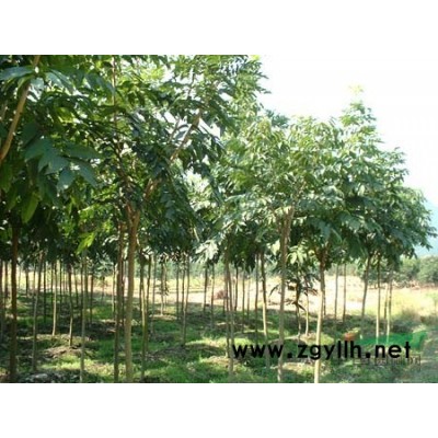 香樟5图片\香樟5报价