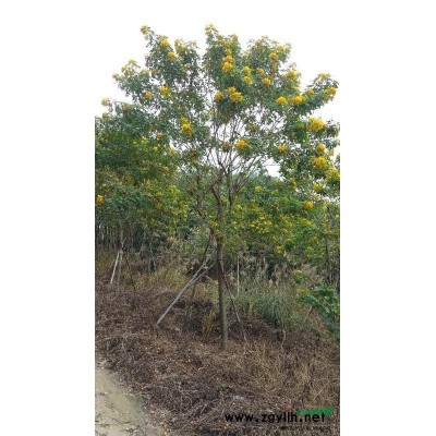 福建香樟地区小叶红皮榕廉价出售红榕