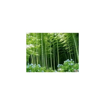 广玉兰叶子,黄山栾树