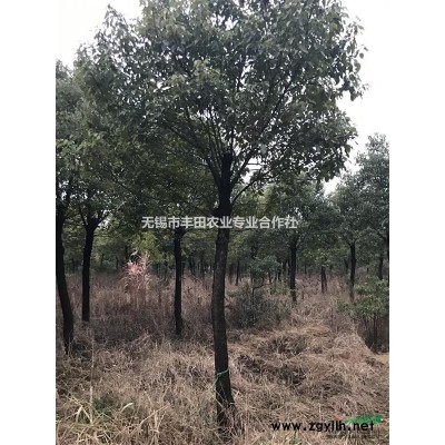 供应12~15公分香樟