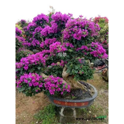 福建香樟树，福建香樟树批发价格，福建出售香樟/货优价廉