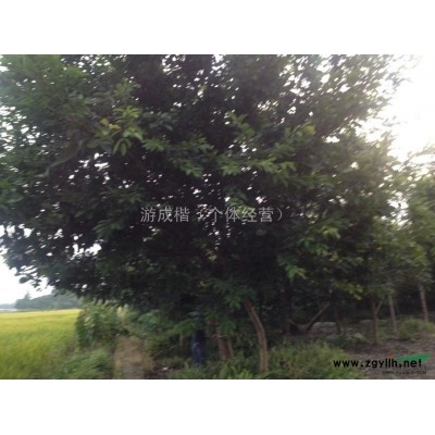 四川地区供应18-30公分银杏树 四川银杏树供应 银杏树出售