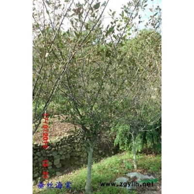 广玉兰行情报价\广玉兰图片展示