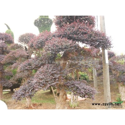 湖南株洲广玉兰