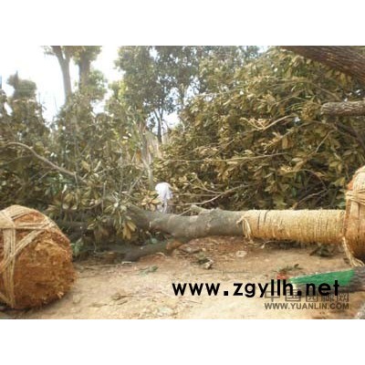 香樟，南京香樟，香樟树，移栽香樟，杀头香樟，香樟专供