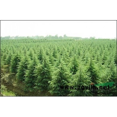 销售雪松，广玉兰，桂花，红枫等