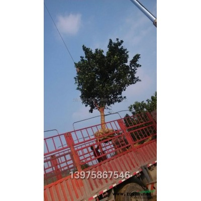 大红枫，大杨梅，大移栽香樟图3
