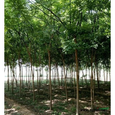 供应10-20公分香樟