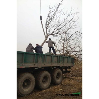 香樟、乌桕、广玉兰、红梅、枫香、红果冬青等苗木