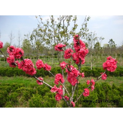 农户场地直销（红.白.黄）广玉兰价格，(金.银.丹）桂花价格