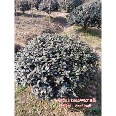 香樟 樟树（胸8-14cm)安徽黄山 苗圃货源