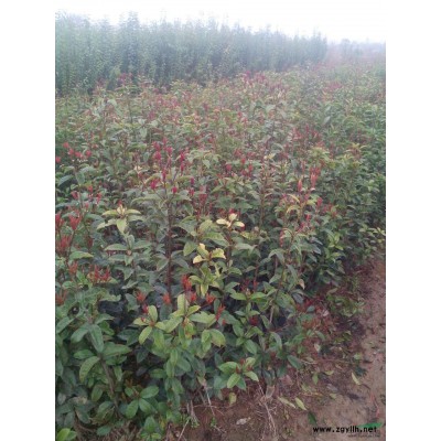 香樟小苗报价/江西香樟小苗报价