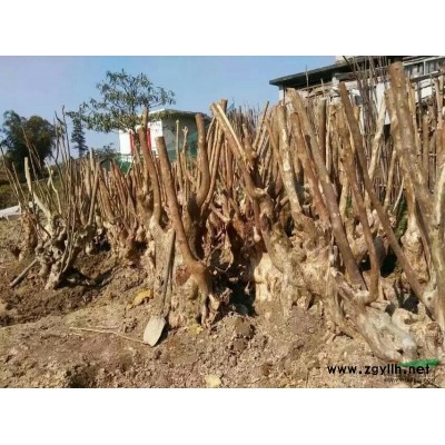 广西地区供应50公分香樟