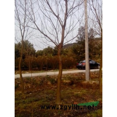 低价精次品广玉兰6-18com