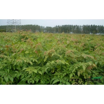 12公分广玉兰,广玉兰价格,8-12公分广玉兰价格