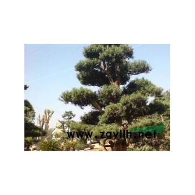 20-50公分香樟【湖南株洲香樟】