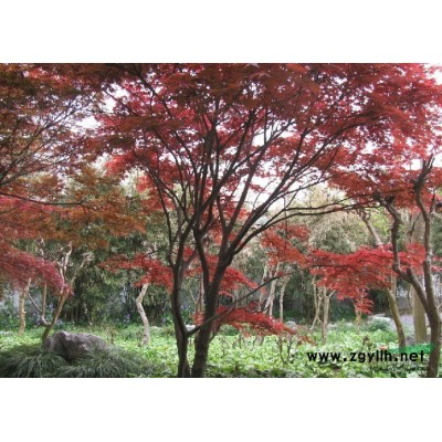 江苏南京广玉兰 江苏广玉兰供应 出售江苏南京广玉兰价格