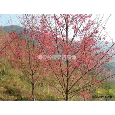 米径3-5公分香樟苗