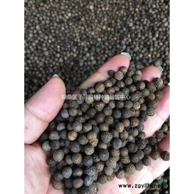 九江香樟种子专业批发，提供香樟种子育苗技术，保证发芽率