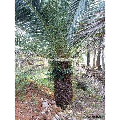 批发15广杆香樟