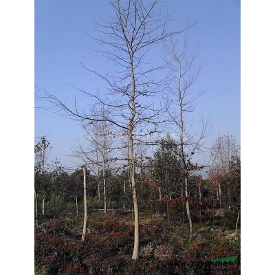 供应大批量广玉兰小苗