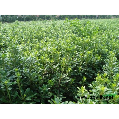 银杏报价/四川银杏报价