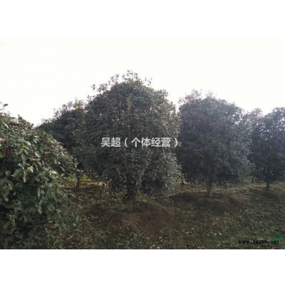 今天一车广玉兰