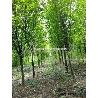 供应各种规格银杏树