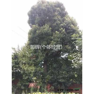 常德，香樟，一棵，胸径54公分，高10米