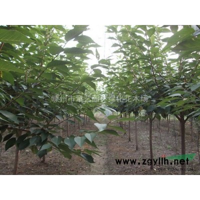 浙江地区低价供应精品香樟15-20-30公分、产地直销。