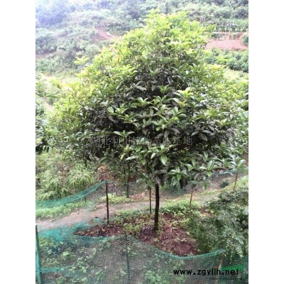 湖北银杏*新报价/银杏图片