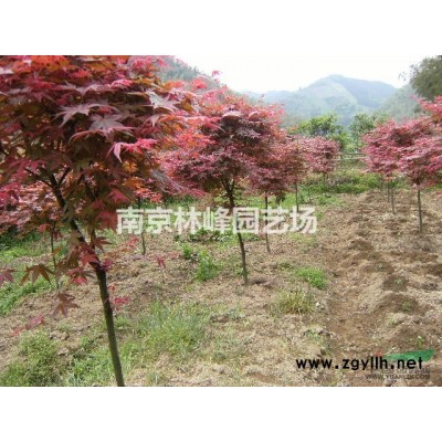 广玉兰苗木价格表，广玉兰价格报价参考