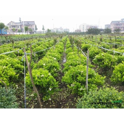 广玉兰2图片\广玉兰2报价