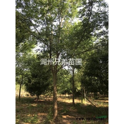 浙江湖州供应大规格香樟 胸径32-40cm