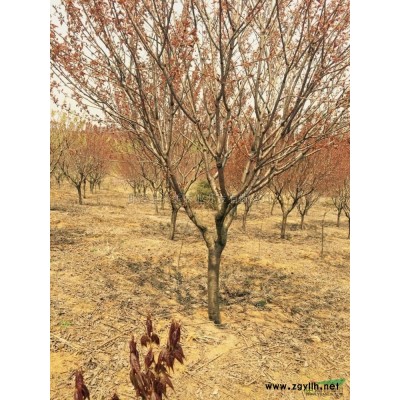 安徽地区供应广玉兰