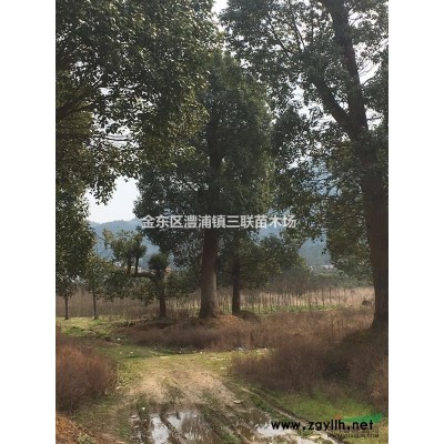 浙江供应精品香樟 100公分 优质香樟树