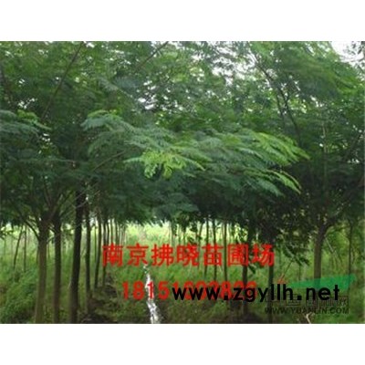 广玉兰批发报价 广玉兰苗圃基地