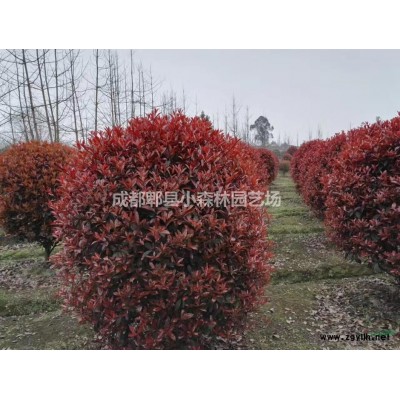 香樟、全冠香樟、高杆香樟