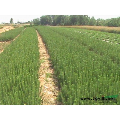 广玉兰、2016年广玉兰价格